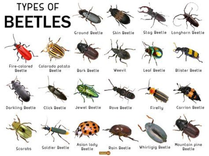 Do beetles fly or levitate?
