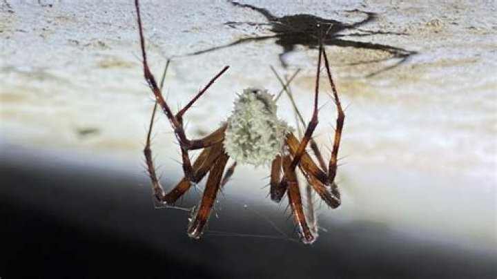 Do cave spiders attack you?