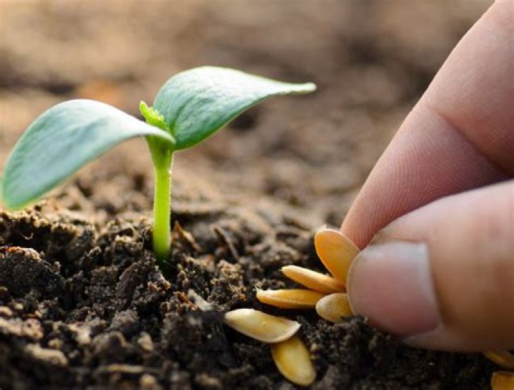 How can we protect seed from insects?