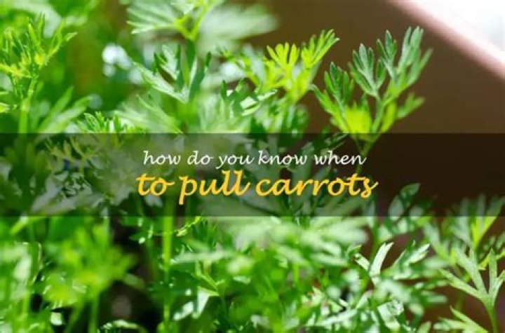 How do you know when to pull carrots?