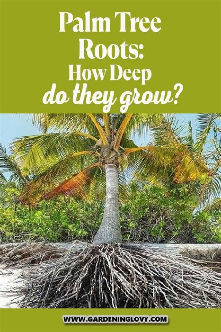 How long do tree roots continue to grow?