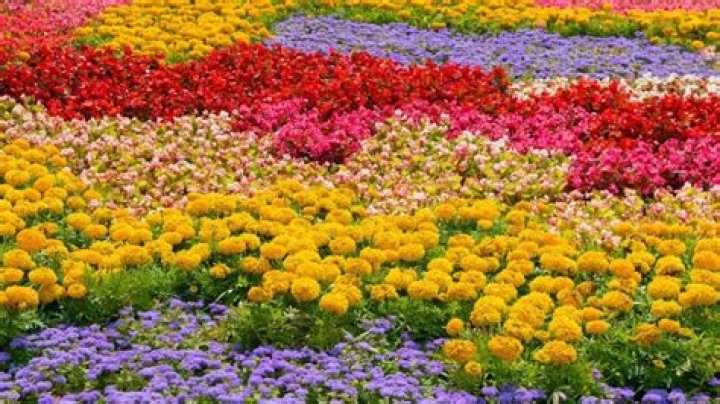 What are flowers purpose?