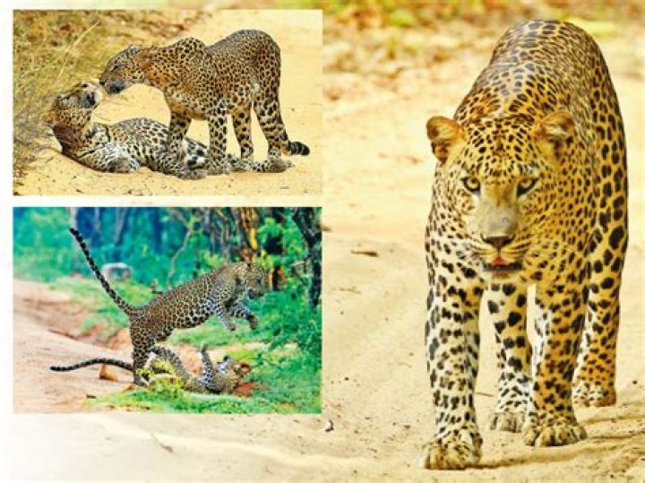 What can a leopard do?