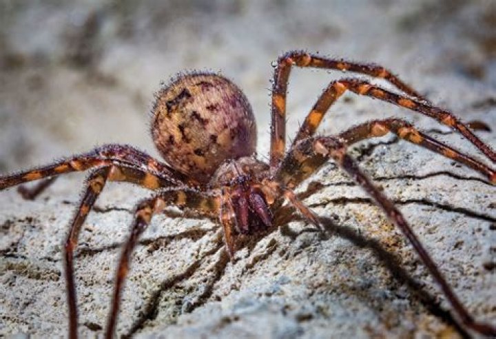What do cave spiders eat?