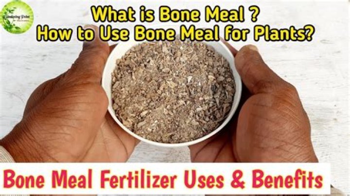 What vegetables benefit from bone meal?