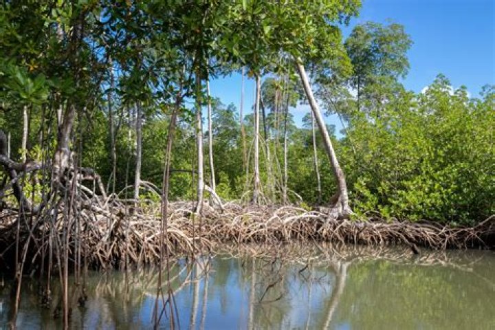 Where are Echinops found in swamps?