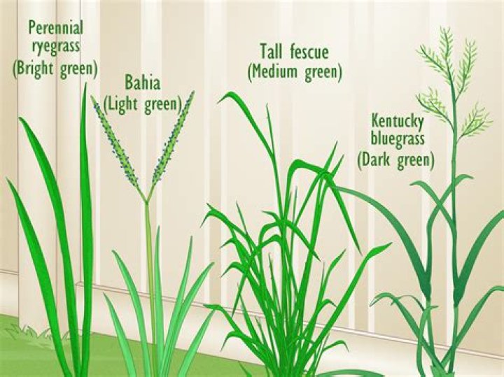 Where do you find tall grass?