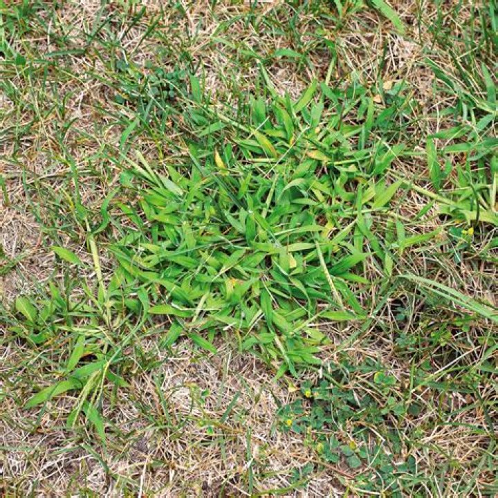 Will grass grow if covered?